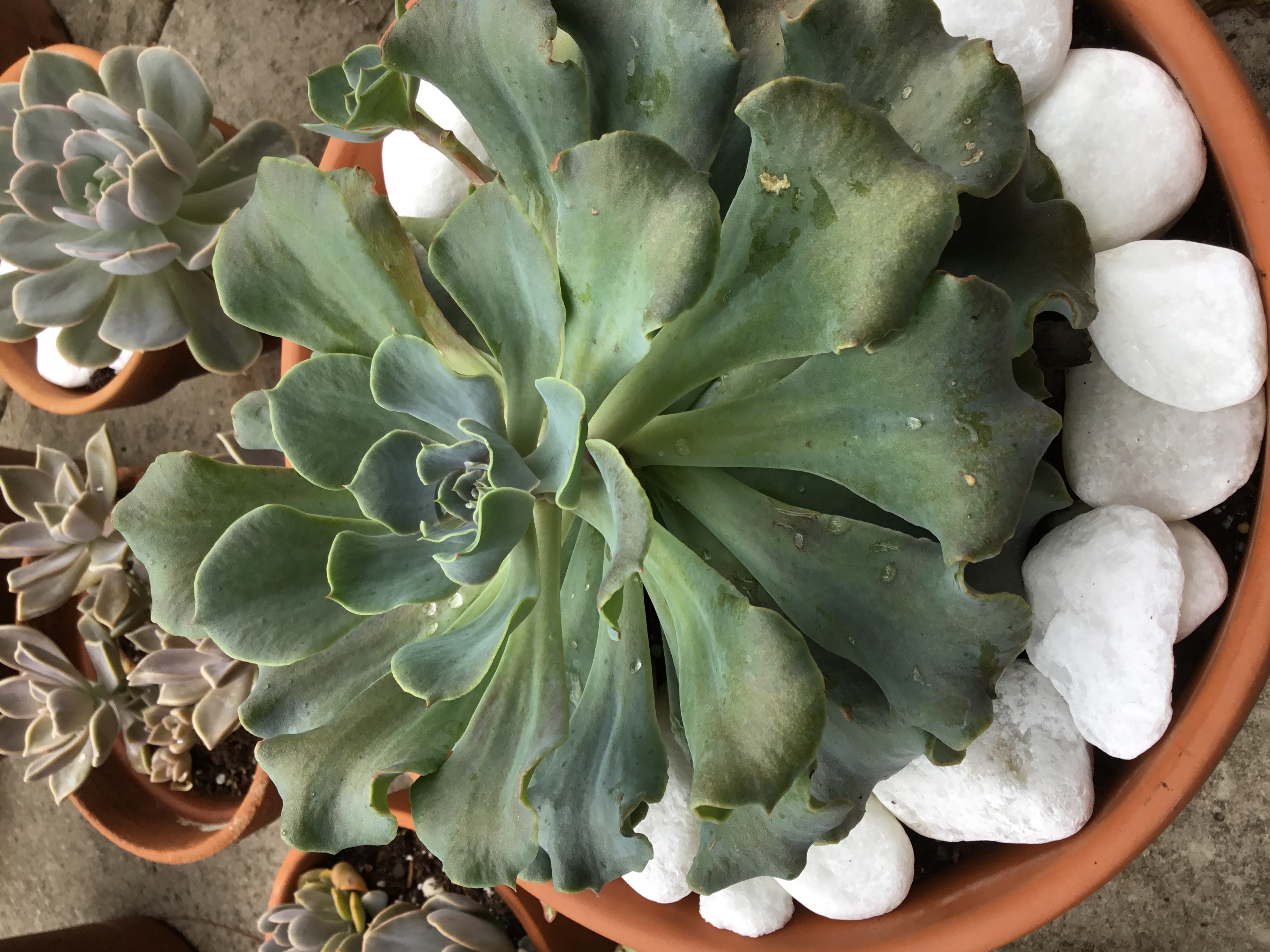 Echeveria Blue Ruffles.jpg